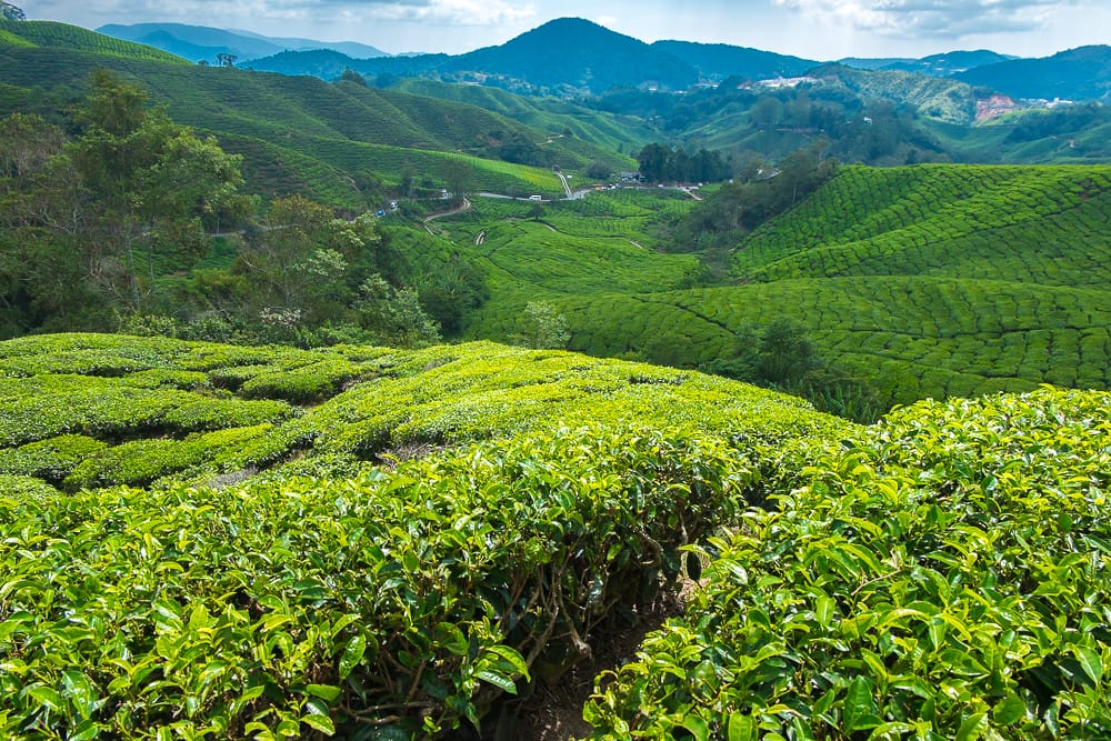 Cameron Highlands Escape from Kuala Lumpur – Cool Air Tea Hills and Tudor Charm